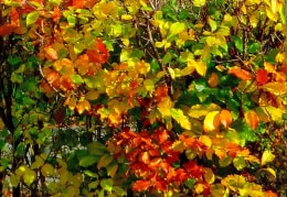 Herbstfarben fürs Gemüt