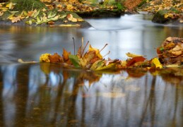 Herbst am Kotitzer Wasser, Oberlausitz