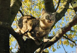 Hauskätzchen  oder Wildkatze  auf dem Baum ?