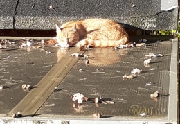 Nachbarskatze hat auf unserem Schuppendach ein ruhiges Plätzchen gefunden und genießt die Novembersonne