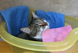 Kasper ist bereit zur „ Katzenwäsche „