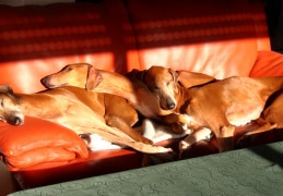 herbstliches Sonnenbad unserer Hunde