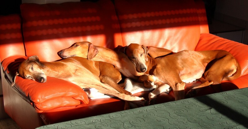 herbstliches Sonnenbad unserer Hunde.JPG