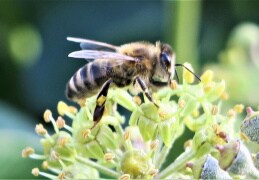 Honigbiene im milden November