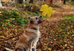 Cora bestaunt die bunten Blätter im Herbst
