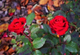 Rosenblüten im November