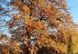 Bunte Farben im Herbst 