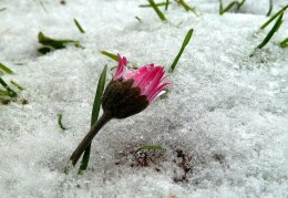 "Winter-Gänseblümchen"