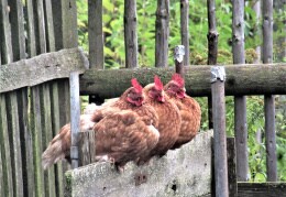 3  Hühnerchen