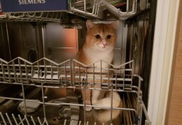 Was genau meint ihr eigentlich jetzt mit Katzenwäsche?