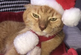 Frohe Weihnachten von Santa Cat