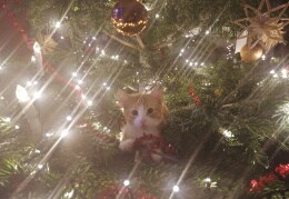Unser "Glückskater" im Weihnachtsbaum