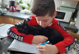 Eine Katze im Home-Schooling