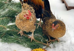 Winter im Hühnerstall 