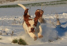 Basset Hound "Helge" im Schnee