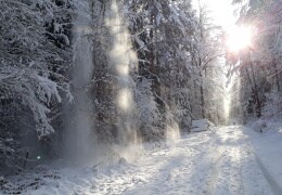 Winterspaziergang im Oberwald