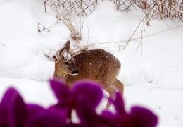 "Ein Reh im Schnee mit Orchidee"