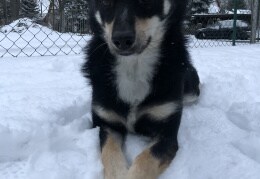 Ziggy in seinem ersten Schnee.