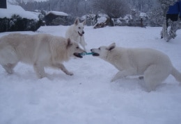 Hunde toben im Schnee