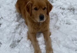 Quinn im Schnee 