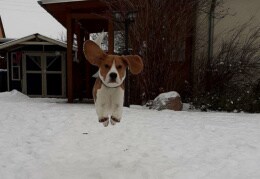 Beagle Lino hat viel Spaß im Schnee