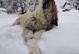 Aika genießt das Spielen im Schnee