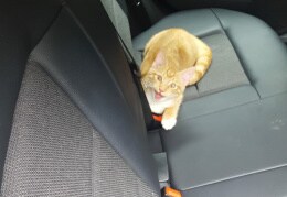 Felix fährt gern mit dem Auto mit