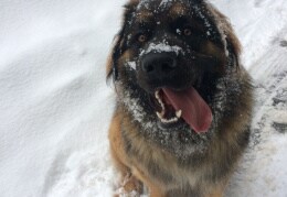 Bruno im Schnee