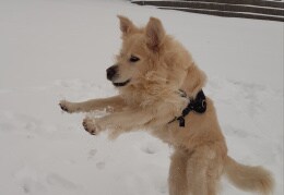 Unser Oskar beim Rumtollen im Schnee