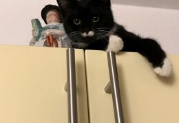 Unsere Katze klettert gern auf die höchsten Schränke...