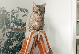 Katze auf Leiter