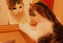 Miko bereitet sich auf sein Date mit seiner Katzenfreundin Lotta vor