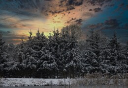 Schneebedeckte Bäume im Sonnenuntergang