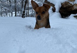 Bobby im Schnee