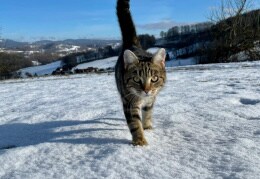 Spaziergang im Schnee 