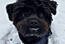 Hugo im Schnee