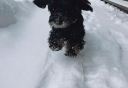 Luna erfreut sich am Schnee