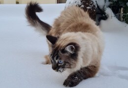 Möchtegern-Tiger im Schnee