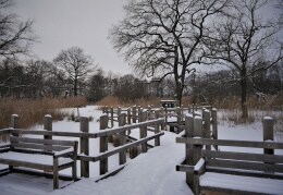 Winterstille am Teich