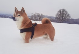 Haschiko im Schnee 
