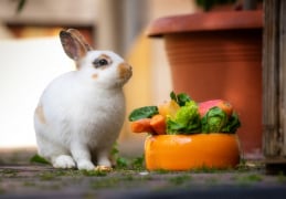 Kaninchen "Löffel" an der Snackbar