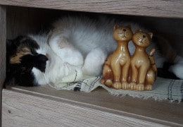 Unsere Katze Aki als Schrankdekoration