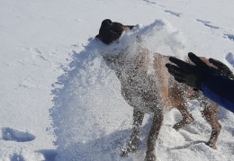 Unser Rodesian Ridgeback Balu hat viel Spaß im Schnee