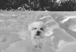 weißer Hund im Schnee