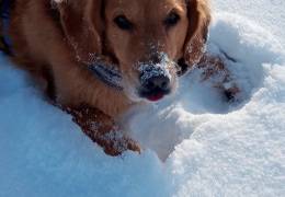 Alvin und der Schnee