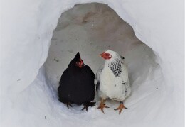 Auch Hühner lieben Schnee!
