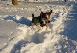 Jacky tobt im Schnee