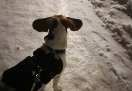 Unser Beagle lernt fliegen 