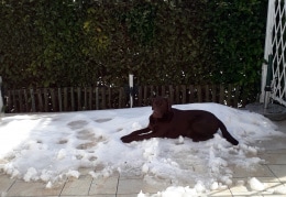 Alf liebt Schnee