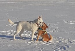 Lissy und Bruno eine wahre Hundeliebe 